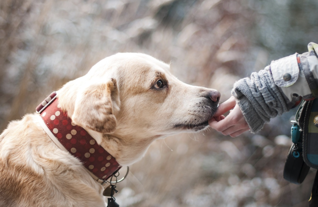 10 Breeds That Form Unbreakable Bonds With Owners – Animalpond